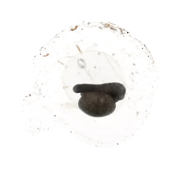 Huevo de una rana dardo veneno azul y negro - Dendrobates azureus — Foto de Stock