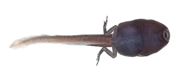 蓝色和黑色的箭毒蛙-dendrobates azureus egg — 图库照片