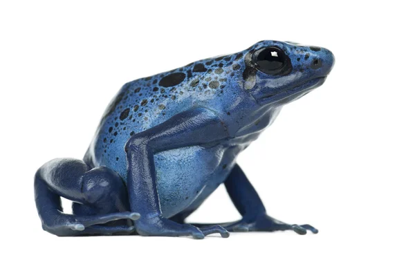 Blue and Black Poison Dart Frog — Stock Photo, Image