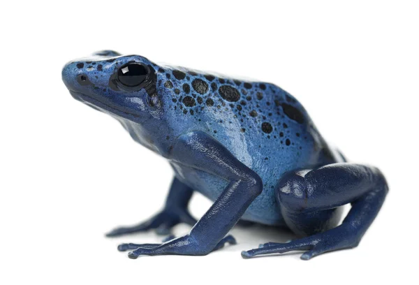 青と黒の毒矢カエル — ストック写真