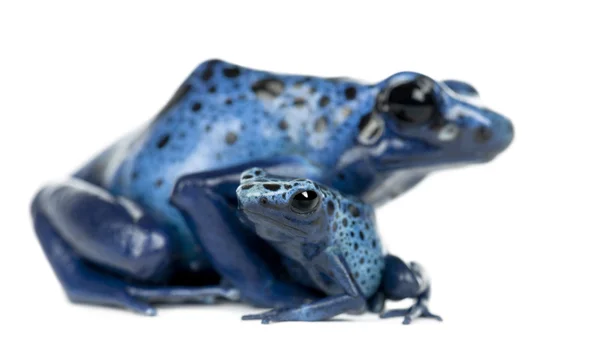 Samica niebieski i czarny Zatruta żaba z młodymi — Zdjęcie stockowe