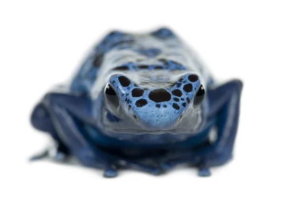 蓝色和黑色的箭毒蛙 — 图库照片