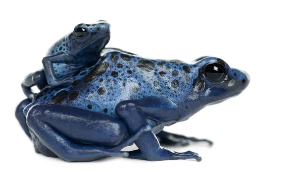 Weiblicher blauer und schwarzer Pfeilgiftfrosch mit Jungtieren — Stockfoto