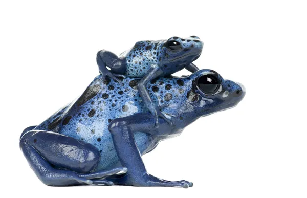 Θηλυκά μπλε και μαύρο βέλος δηλητήριο βάτραχος με νέους — Φωτογραφία Αρχείου