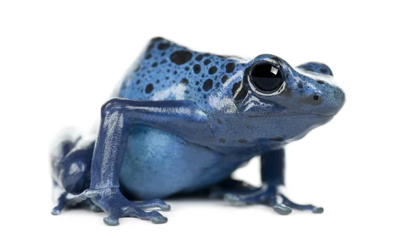 Μπλε και μαύρο βέλος δηλητήριο βάτραχος — Φωτογραφία Αρχείου