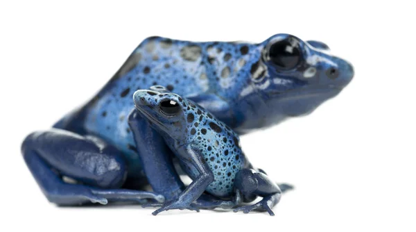 Samica niebieski i czarny Zatruta żaba z młodymi — Zdjęcie stockowe