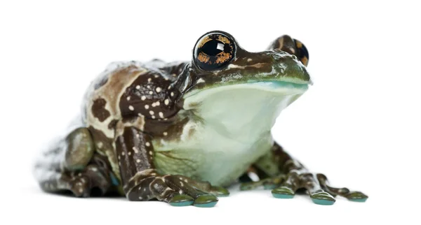 Amazonka mleka żaba — Zdjęcie stockowe