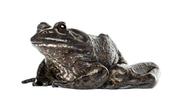 Amerikaanse bullfrog of Brulkikker — Stockfoto