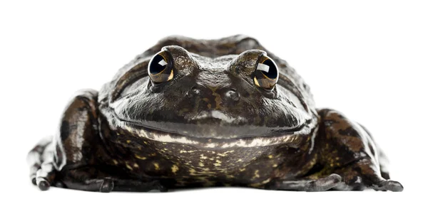 Amerykański żaba rycząca lub żaba rycząca — Zdjęcie stockowe