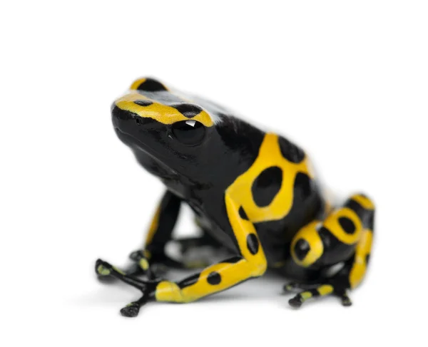 Vista trasera de una rana venenosa de dardo con bandas amarillas, también conocida como rana venenosa de cabeza amarilla y rana venenosa de abejorro, Dendrobates leucomelas, sobre fondo blanco —  Fotos de Stock