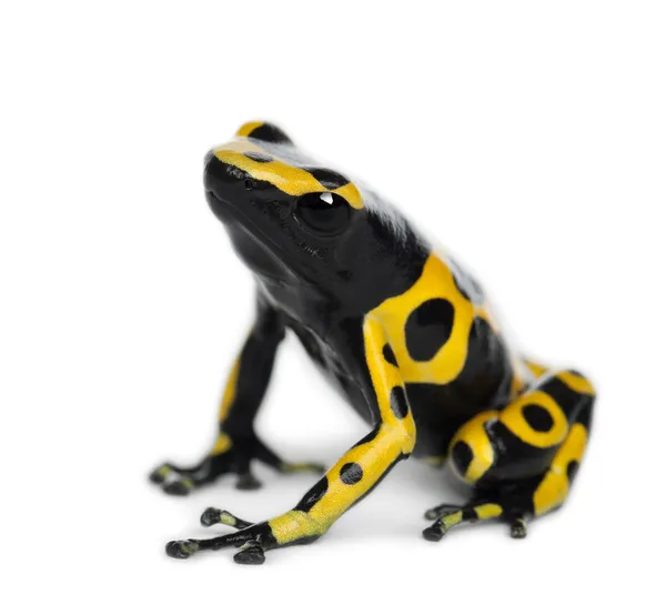 Widok z tyłu żółty banded Zatruta żaby, znany również jako żaba żółty-na czele Zatruta i trzmiel trucizny żaba, dendrobates leucomelas, białym tle — Zdjęcie stockowe