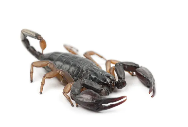 Europeiska gul-tailed scorpion, euscorpius flavicaudis, mot vit bakgrund — Stockfoto