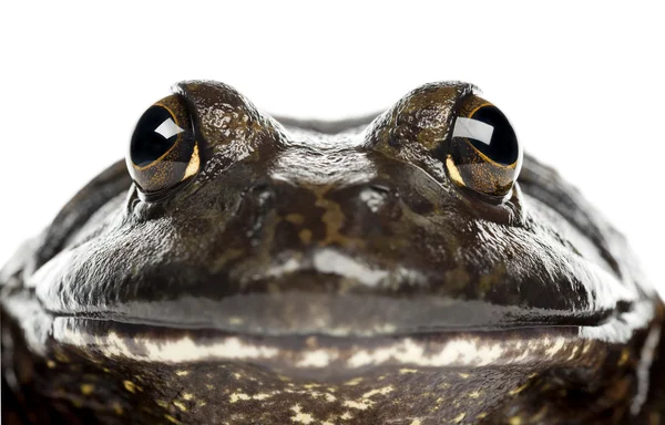 美国牛蛙或牛蛙，牛蛙，纵向和关闭和白色背景 — 图库照片