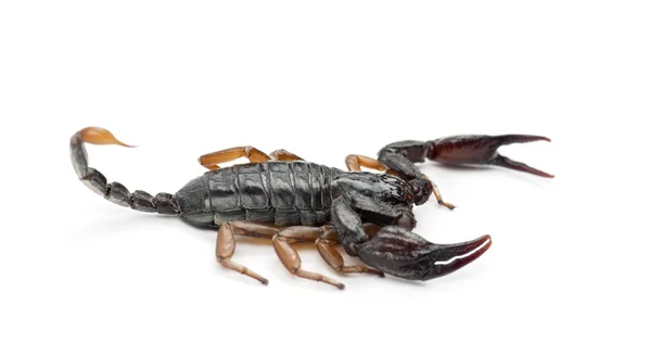 Scorpione dalla coda gialla europea, Euscorpius flavicaudis — Foto Stock