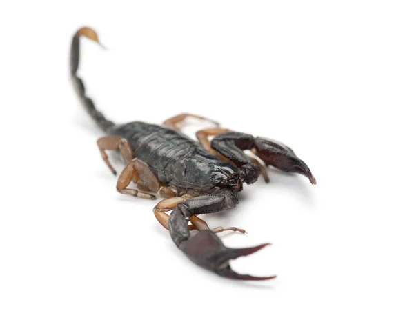 Europeiska gul-tailed scorpion, euscorpius flavicaudis — Stockfoto
