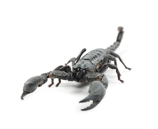 Kejsar scorpion — Stockfoto