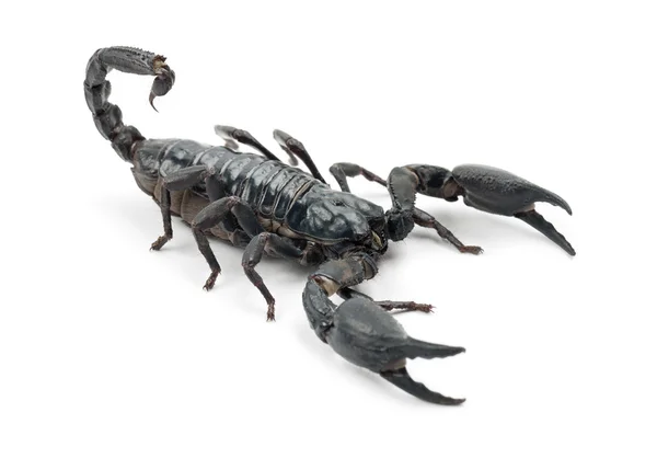 Scorpione imperatore — Foto Stock