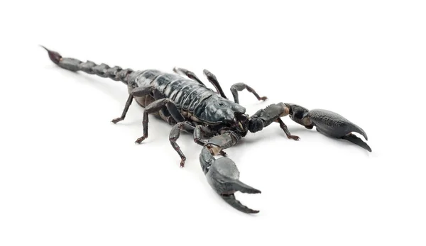 Emperor Scorpion — Stock Photo, Image