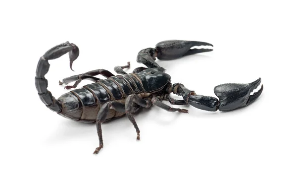 Scorpion empereur — Photo