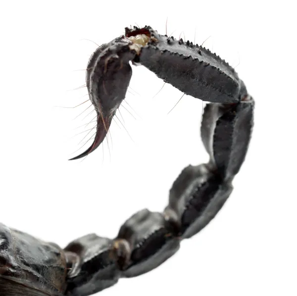 皇帝蝎子 — 图库照片
