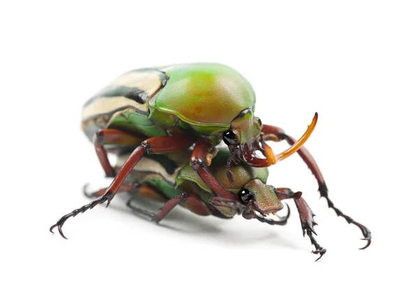 Mating жуки епатажних квітка або смугаста любов Жук, підглотковий gralli hubini — стокове фото