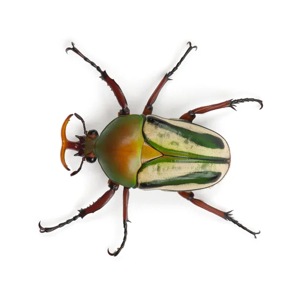 Parning flamboyant blomma skalbaggar eller randig kärlek beetle, eudicella gralli hubini — Stockfoto