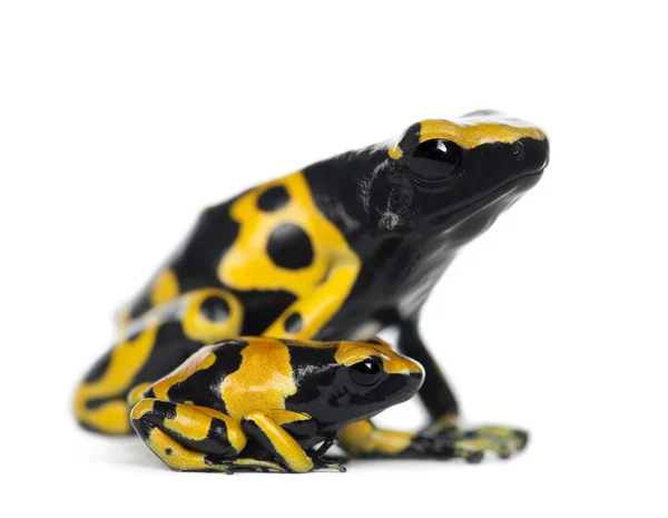 Yellow-Banded Poison Dart Frog, also known as a Yellow-Headed Poison Dart Frog and Bumblebee Poison Frog, Dendrobates leucomelas — Stock Photo, Image