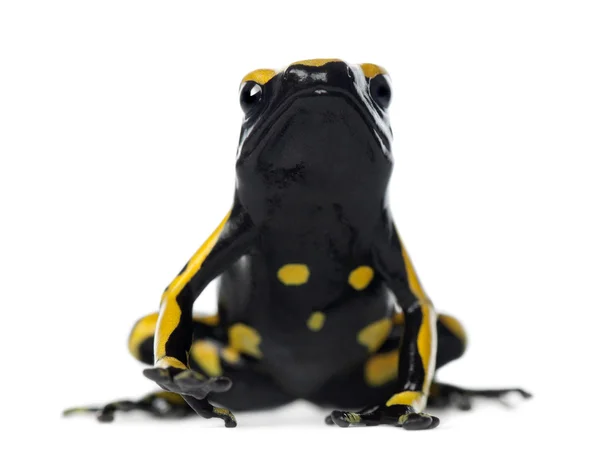 Żaba żółty banded Zatruta, znany również jako żaba żółty-na czele Zatruta i trzmiel trucizny żaba, dendrobates leucomelas — Zdjęcie stockowe