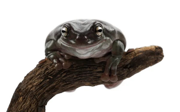 Australian Green Tree Frog, semplicemente Green Tree Frog in Australia, White Tree Frog, o Dumpy Tree Frog, Litoria caerulea — Foto Stock