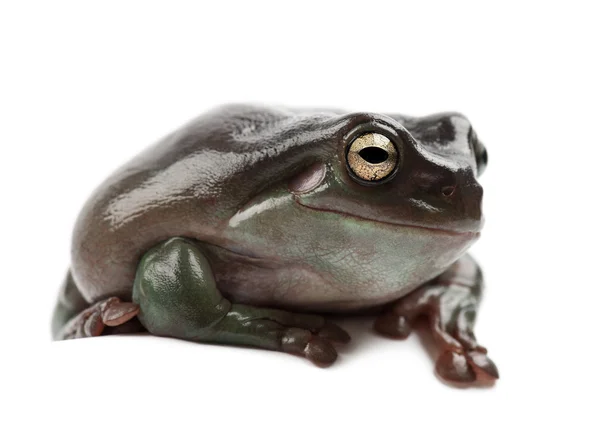 澳大利亚绿色的树蛙，纯粹的绿色树蛙在澳大利亚，白色的树蛙或矮胖树蛙种蓝靛果 — 图库照片