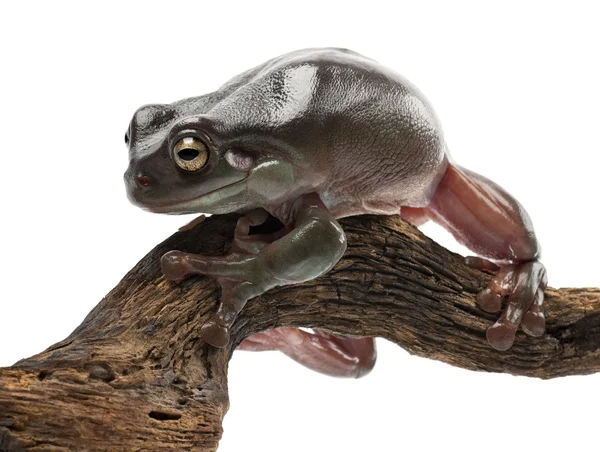Australian Green Tree Frog, semplicemente Green Tree Frog in Australia, White Tree Frog, o Dumpy Tree Frog, Litoria caerulea — Foto Stock
