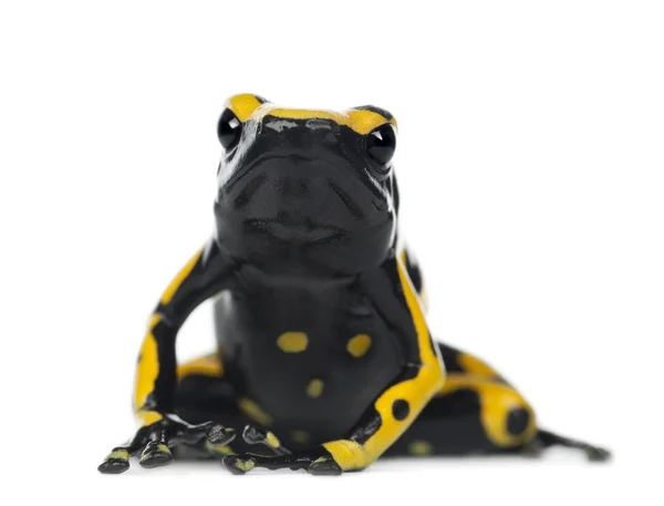 Żaba żółty banded Zatruta, znany również jako żaba żółty-na czele Zatruta i trzmiel trucizny żaba, dendrobates leucomelas — Zdjęcie stockowe