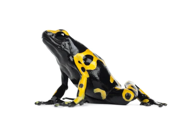 黄色镶边的箭毒蛙，也称为一个黄色为首的箭毒蛙和大黄蜂毒青蛙，dendrobates leucomelas — 图库照片