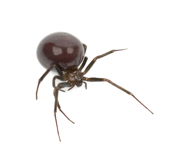 Common House Spider, Parasteatoda tepidariorum, contra fundo branco — Fotografia de Stock