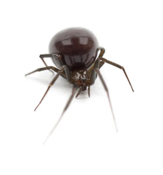 Casa comune Spider, Parasteatoda tepidariorum, sullo sfondo bianco — Foto Stock