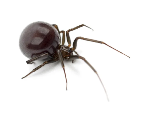 常见的房子蜘蛛，parasteatoda tepidariorum，白色背景 — 图库照片