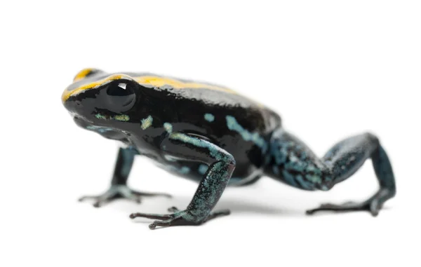 Golfodulcean Poison Frog, Phyllobates vittatus, sobre fondo blanco —  Fotos de Stock