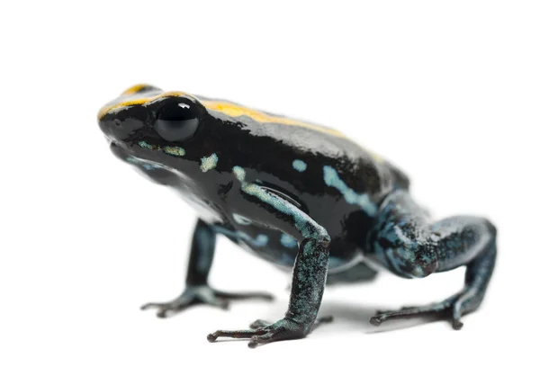 Golfodulcean Poison Frog, Phyllobates vittatus, against white background — Stock Photo, Image