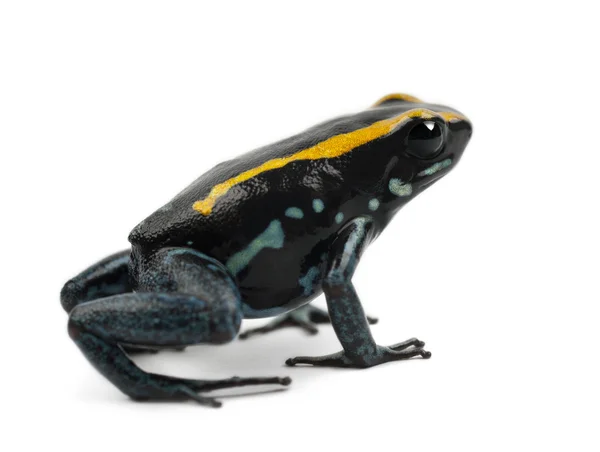 Golfodulcean Poison Frog, Phyllobates vittatus, sobre fondo blanco —  Fotos de Stock