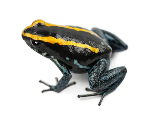Golfodulcean Poison Frog, Phyllobates vittatus, sullo sfondo bianco — Foto Stock