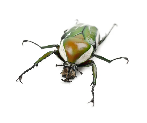 Жіночий вогнетривкий квітковий жук або смугастий коханий жук, Eudicella gralli hubini — стокове фото