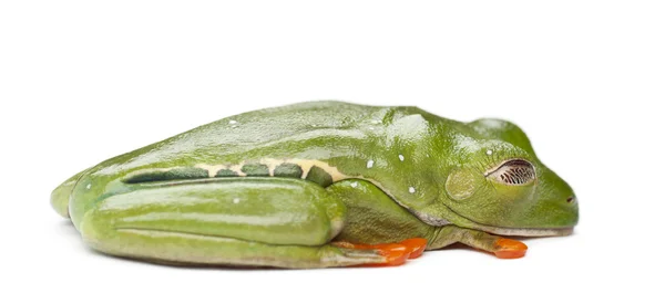 红眼蛙，agalychnis callidryas — 图库照片