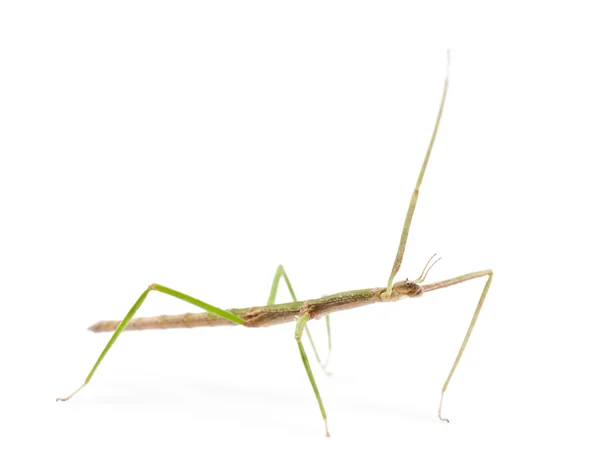 Indiase stick insect, Gewone wandelende tak ook bekend als een laboratorium stick insect — Stockfoto