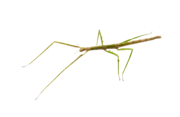 Indian Stick Insect, Carausius morosus also known as a Laboratory Stick Insect — Stock Photo, Image
