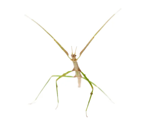 印度竹节虫，carausius morosus 也称为实验室竹节虫 — 图库照片