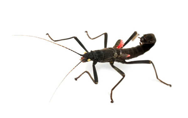 Golden-eyed stick insect, peruphasma schultei, een soort stick insect — Stockfoto