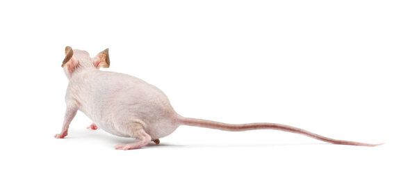 Hairless mouse, Mus musculus, against white background