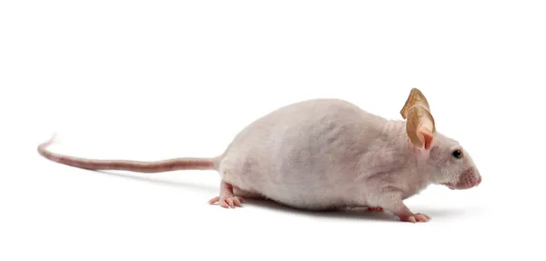 Haarloze muis, mus musculus, tegen witte achtergrond — Stockfoto