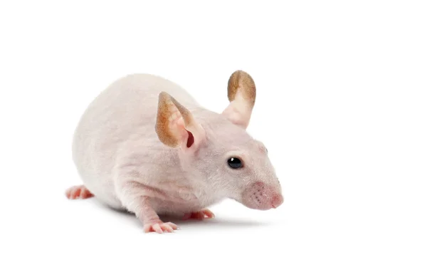 Ratón sin pelo, Mus musculus, sobre fondo blanco — Foto de Stock