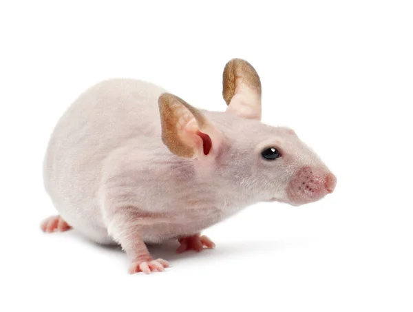 Rato sem pêlos, Mus musculus, contra fundo branco — Fotografia de Stock